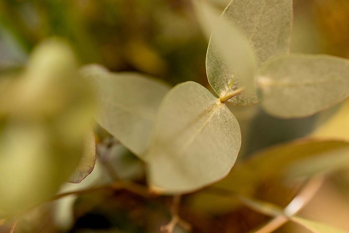 Blumen zur Trauerfeier – würdiger Abschied