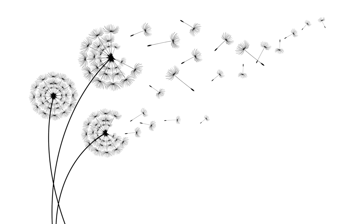 Pusteblume – Symbolbild für Trauerrede, Trost und Gedenken